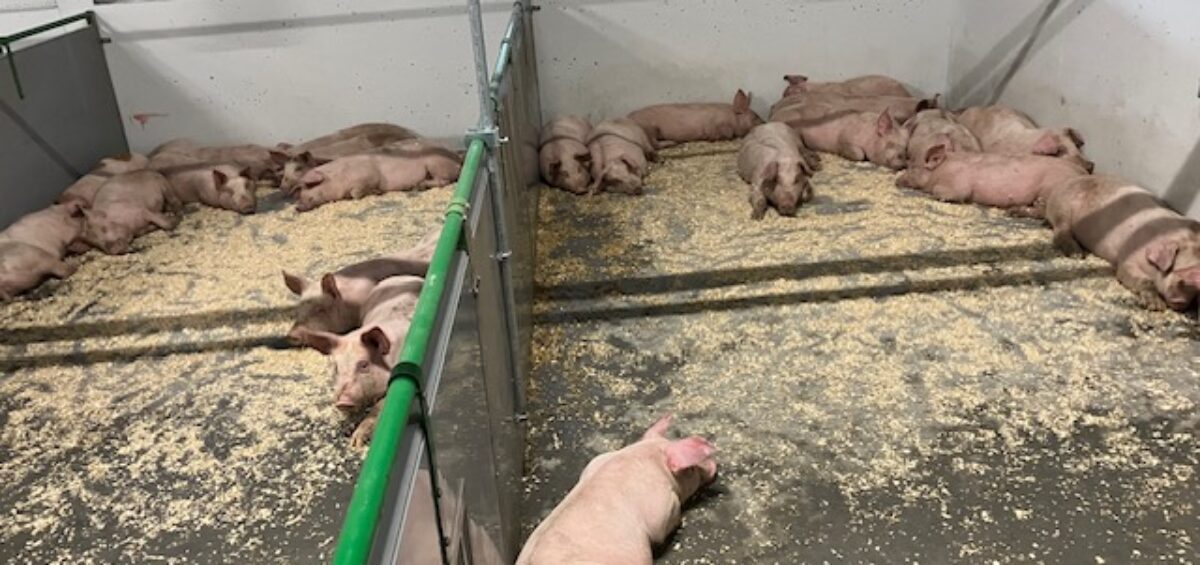 Problematiek van lange staarten bij varkens