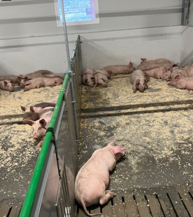 Problematiek van lange staarten bij varkens